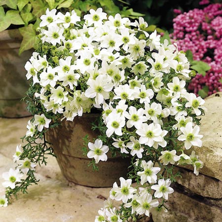 Unbranded Clematis Snow Valley Pack of 1 Bare Root