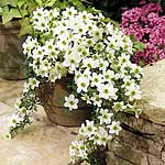 Unbranded Clematis Snow Valley Plants