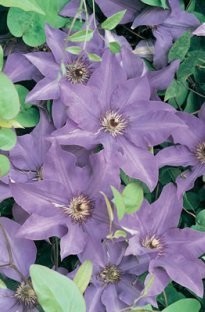 Unbranded Clematis The President x 1 litre pot