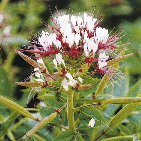 Unbranded Cleome Hairy Fairy Seeds (Spider Flower) Average