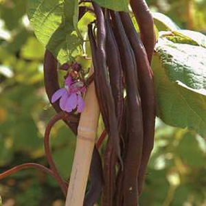 Unbranded Climbing Bean Blauhilde Seeds