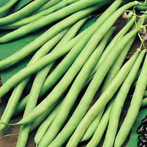 Unbranded Climbing Bean Cobra Seeds