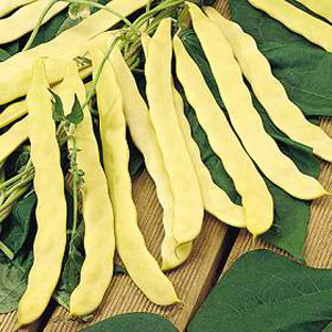 Unbranded Climbing Bean Goldfield Seeds