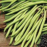 Unbranded Climbing French Bean Cobra Plants 474291.htm