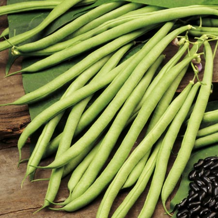 Unbranded Climbing French Bean Cobra Seeds Average Seeds 60