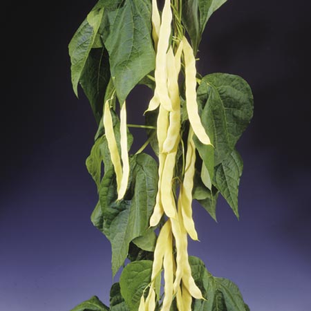 Unbranded Climbing French Bean Golden Gate Seeds Average