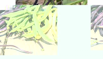 Unbranded Climbing French bean Seeds - Mix