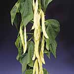Unbranded Climbing French Bean Seeds: Golden Gate