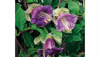 A showy climber for the cool greenhouse  it can also provide a decorative screen on a trellis or sou