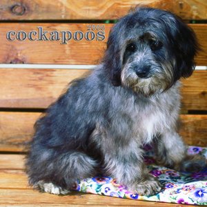 Cockapoos Calendar