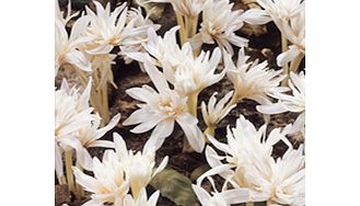 Unbranded Colchicum Bulbs - autumnale Alboplenum