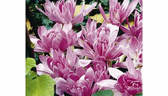 Unbranded Colchicum Bulbs - Collection