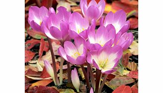 Unbranded Colchicum Bulbs - Dick Trotter