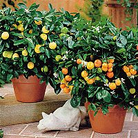 Cold Resistant Lemon and Orange Trees