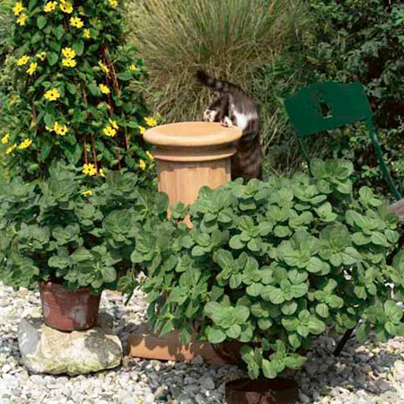 Unbranded Coleus Canina Plants (Scaredy Cat) Pack of 6 Pot