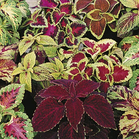 Unbranded Coleus Fairway Seeds Average Seeds 70