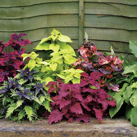 Unbranded Coleus Giant Exhibition Mixed Plants Pack of 18