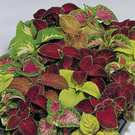 Unbranded Coleus Giant Exhibition Mixed Plants Pack of 50