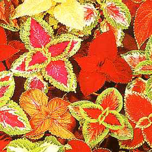 Unbranded Coleus Prize Strain Mixed Seeds
