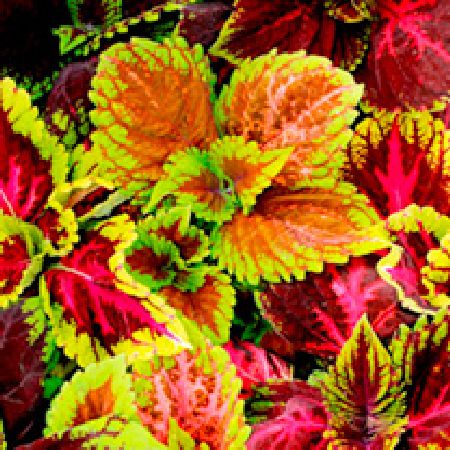 Unbranded Coleus Seeds - Kong Mixed