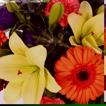 Unbranded Colour Burst - flowers