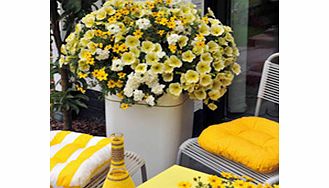 Unbranded Colour-themed Collection - Garden Sunshine