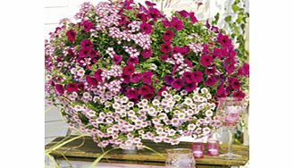 Unbranded Colour-themed Collection - Hot Jazz