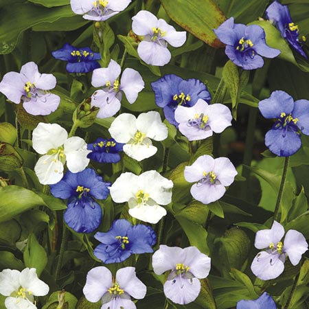 Unbranded Commelina Starry Starry Night Average Seeds 65
