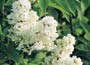 Common Lilac