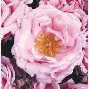 Unbranded Compassionate Floribunda Rose (pre-order now)