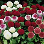 This fantastic Bumper Pack of 120 Easiplants (20 of each variety) comprises of: Bellis Spring Star  