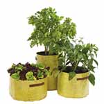 Unbranded Complete Patio Veg Kit with 6 different veg
