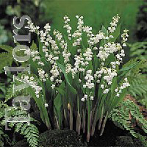 An RHS Award of Garden Merit winner  the Lily of the Valley produces flowers of white bells between 