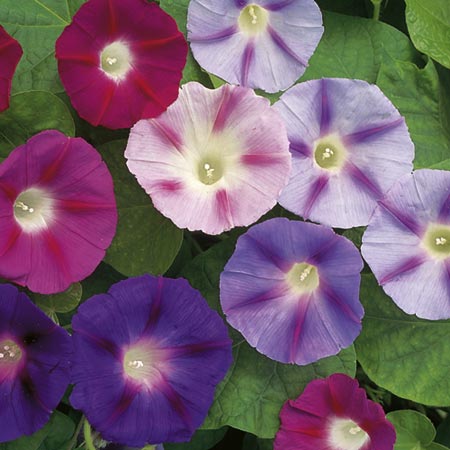 Unbranded Convolvulus Major Mixed Seeds Average Seeds 110