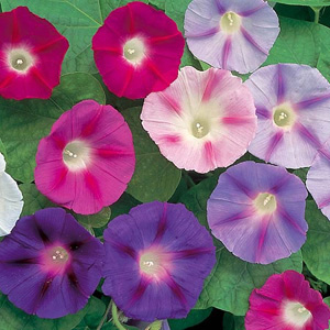 Unbranded Convolvulus Major Trumpet Mix Seeds