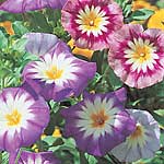 Unbranded Convolvulus Minor Mixed Seeds 415238.htm