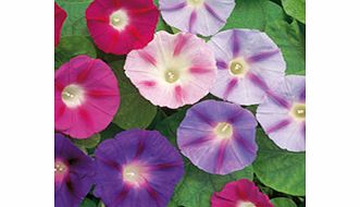 Unbranded Convolvulus Seeds - Major Mixed