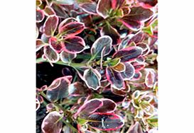 Unbranded Coprosma Plant - Pacific Dawn