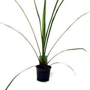 Unbranded Cordyline Australis - Torbay Palm