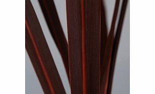 A striking foliage plant with long bronzy red foliage. Height 300cm (910). Supplied in a 2-3 litre pot.EvergreenFrost hardyFull sunMakes a good pot subjectPartial shadeBUY ANY 3 AND SAVE 20.00! (Please note: Offer applies only for plants that have th