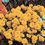 Unbranded Coreopsis Early Sunrise Seeds 415254.htm