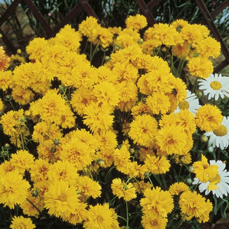 Unbranded Coreopsis Early Sunrise Seeds Average Seeds 110