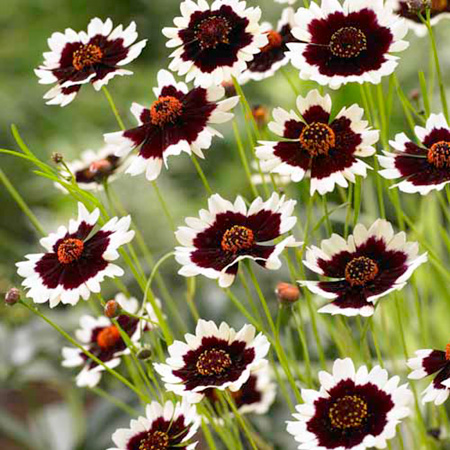 Unbranded Coreopsis Jive Pack of 1 Plant