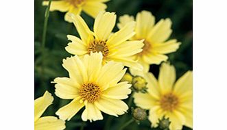 Unbranded Coreopsis Plant - Creme Brulee
