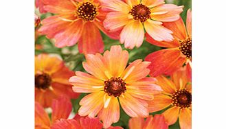 Unbranded Coreopsis Plant - Limerock Dream