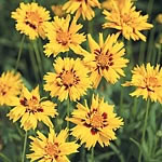 Unbranded Coreopsis Rising Sun Seeds 415289.htm