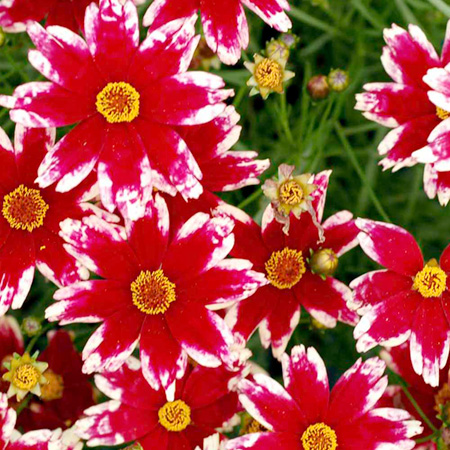 Unbranded Coreopsis Ruby Frost Plants Pack of 3 Pot Ready