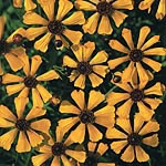 Uniquely fluted  bright-golden-yellow petals with contrasting dark centres make Coreopsis Sea Shells