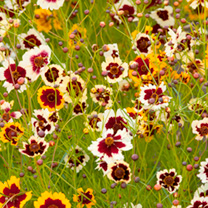Unbranded Coreopsis Seeds - Incredible Mixed