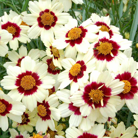 Unbranded Coreopsis Snowberry Plants Pack of 3 Pot Ready
